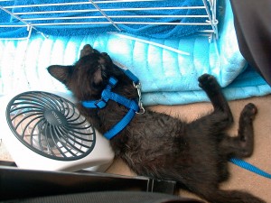 Tenzing with his harness, leash, and fan.